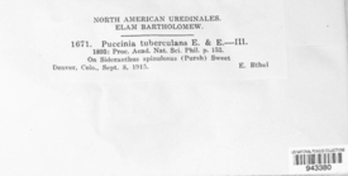 Puccinia tuberculans image